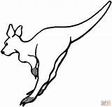 Kangaroo Coloring Pages Clipart Kids Color Outline Print Leaping Baby Kangaroos Drawing Animals Cliparts Simple Canguro Para Colorear Saltando Printable sketch template