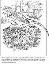 Coloring Dover Doverpublications Bird Pages Welcome sketch template