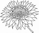 Coloring Pages Flower Flowers Sunflower Color Sunflowers Sheets Clipart Sheet Adults Sun Fall Template Print Adult Clipground Advanced Faces Their sketch template