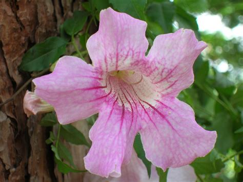 pink trumpet plants flowers pink