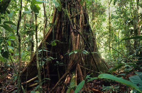 Tropical Primary Rainforest Interior Malaysia Sarawak Borneo Nigel