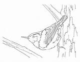 Nuthatch sketch template