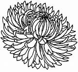 Chrysanthemum Coloring Drawing Pages Blooming Print Getcolorings Getdrawings Button Through sketch template