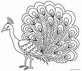 Peacock Coloring Pages Kids Drawing Bird Printable Outline Feather Color Sheets Cool2bkids Print Children Adult Mandala Easy sketch template