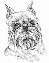 Brussels Griffon Vector Portrait Dog Illustrations Breed Isolated Background Color Stock sketch template