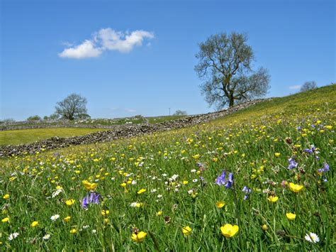 ritulistic meadow surprises   surprises