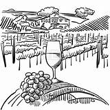 Vineyard Rebe Hills Weinberg Collines Vigne Foreground Vine Fass Vines Coloring Trauben Vignoble Verre Premier Hebstreits Depositphotos Vecteur Nagent Croquis sketch template
