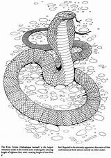 Coloring Snakes Dover Dfw Fbcdn Doverpublications sketch template