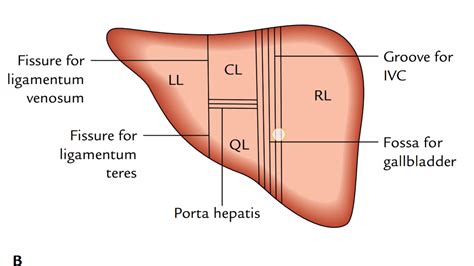 liver part  anatomical physiological lobes youtube