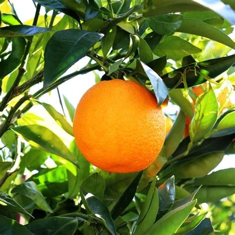 citrus  sinensis orange mediterranean sweet warners nurseries
