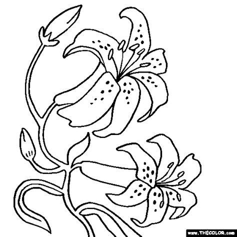 orchid flower coloring page color orchids kvetiny