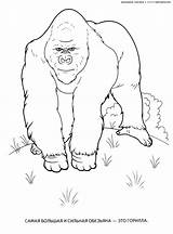Coloring Wild Pages Animals Kids Animal Print Monkey Colouring Color Colorkid Huge sketch template