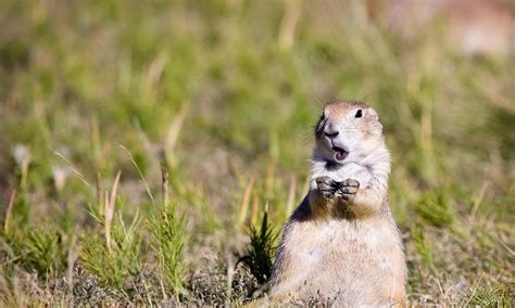 prairie dog defenders  wildlife