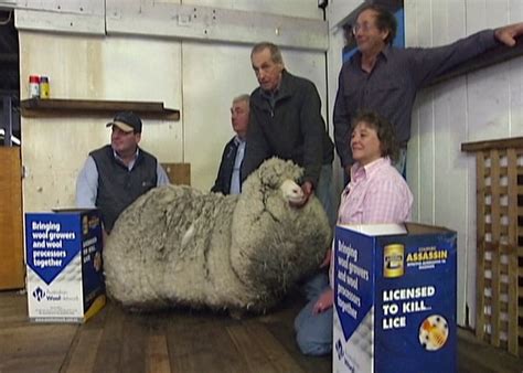 australian sheep grew woolly coat  years  washington post