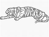 Tiger Coloring Pages Kids Printable Print sketch template