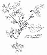 Solanum Nightshade Nigrum Artistry sketch template