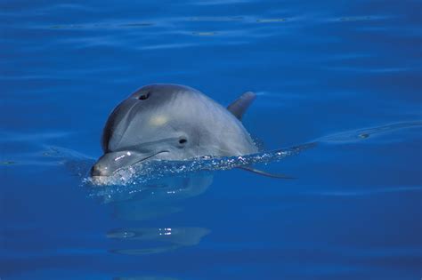 dolphin head peeking   ali oneal printscapes