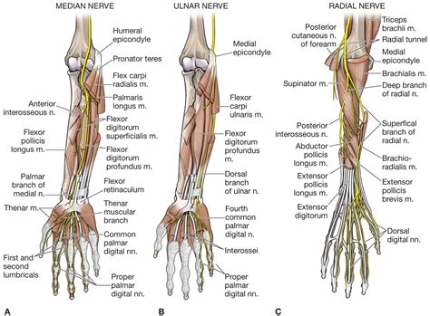 supraspinatus elbow anatomy forearm anatomy nerve anatomy human