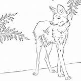 Coloring Maned Wolf Pages Wolfs Cute Printable Color sketch template