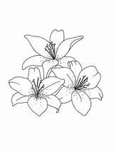 Coloring Pages Lily Flower Lilies Flowers Printable sketch template