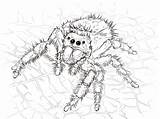 Tarantula Aranhas Spiders Vogelspinne Springspinne Daring Realistic Ragno Trapdoor Bestcoloringpagesforkids Designlooter Spinne Spinnen Stampare Disegnare Kategorien sketch template