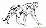 Cheetah Coloring Pages Printable Big Cat Drawing Outline Color Face Animals Coloriage Sheet Animal King Getdrawings Colouring Guepard Imprimer Anakin sketch template