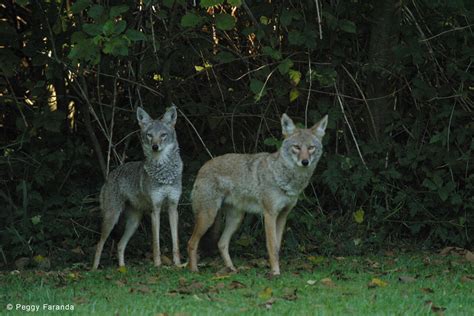 coyote ecology the rites and wrongs of spring and early summer