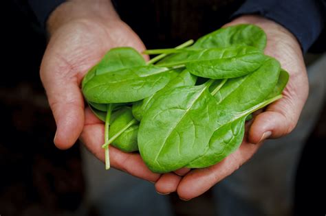 health benefits  spinach   knew farmers almanac plan  day grow  life