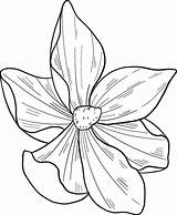 Magnolia Flor Onlinecoloringpages sketch template