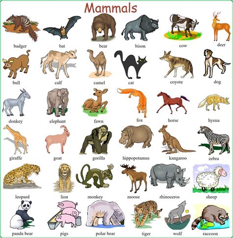 learn english vocabulary  pictures  animal names eslbuzz