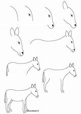 Donkey Drawing Easy Step Draw Drawings Simple Burton Tim Dessin Ane Thedrawbot Horse Animal Et Learn Animals Donkeys Baby Farm sketch template
