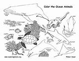 Coloring Animals Ocean Habitat Pages Animal Drawing Sea Forest Printable Habitats Diorama Nature Sheets Pdf Activity Food Print Chain Kids sketch template