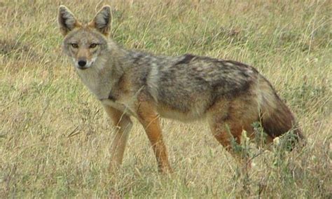 african golden jackal is actually a wolf blog nature pbs wild