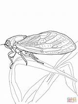 Cicala Colorare Cigarras Cicada Disegno Formica Incantevole sketch template