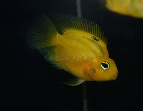 parrot freshwater fish swimming  tropical aquarium stock image image  swimming yellow