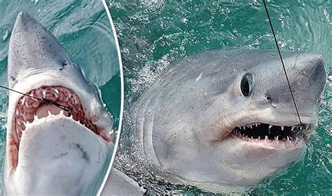 another giant shark related to great white caught off brit coast after hour long battle daily star