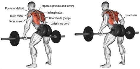 top 10 back exercises for building width and thickness fitness volt