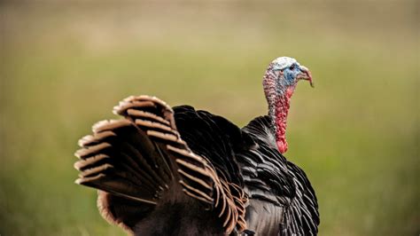 Fair Chase Or Taboo Is It Ok To Shoot Flying Turkeys