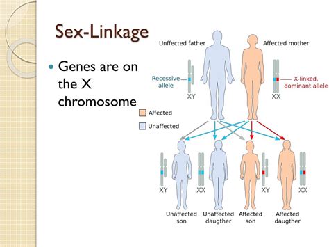 Ppt Genetic Linkage Powerpoint Presentation Free Download Id 6538771