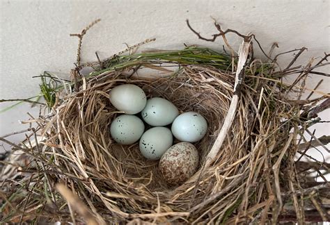 nestwatch identifying nests  eggs nestwatch