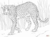 Leopard Pages Coloring Colouring African sketch template