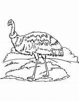 Emu Coloring Australian Pages sketch template