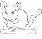 Chinchilla Coloring Pages Chinchillas Sits Branch Print Template Tailed Long Printable Kids Categories sketch template