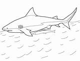 Requin Bull Squalo Bullenhai Bouledogue Tigre Ausmalbild Animali Squali Sharks sketch template