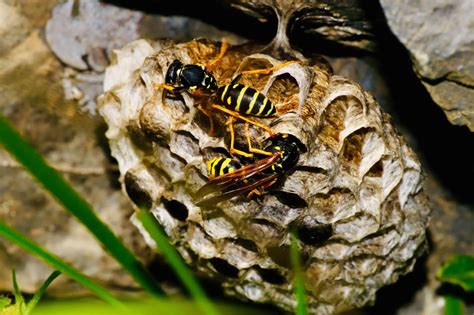 wasps die      nest revive  bee
