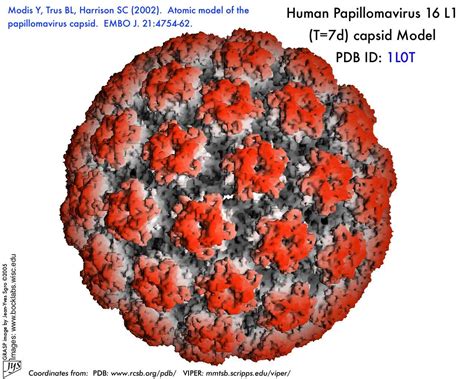 Human Papilloma Virus Hpv