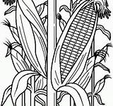 Coloring Pages Maize Printable A4 sketch template