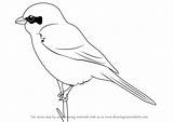 Shrike Great Draw Drawing Step Grey Drawingtutorials101 Birds sketch template