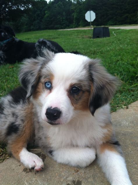 puppy  blue eyes laying   ground