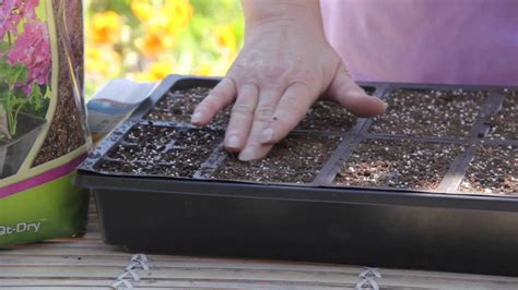 deep  plant marigold seeds grow guru youtube
